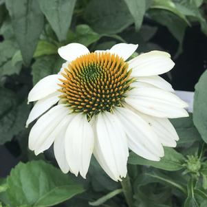 Echinacea purpurea Pow Wow™ White