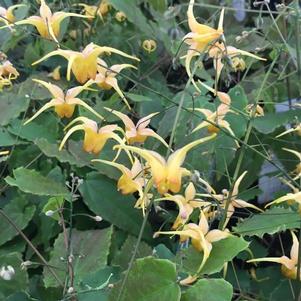 Epimedium 'Amber Queen'