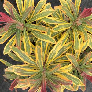 Euphorbia x martinii 'Ascot Rainbow'