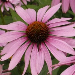 Echinacea purpurea 'Magnus'