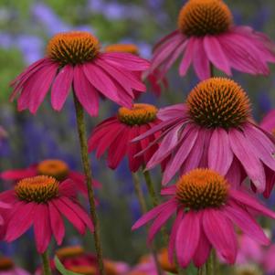 Echinacea purpurea Pow Wow™ Wild Berry