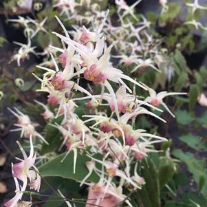 Epimedium x Domino