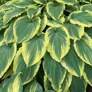 Hosta 'Drop-dead Gorgeous'