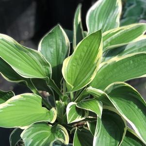 Hosta 'Francee'