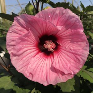 Hibiscus Summerific® Evening Rose