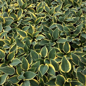 Hosta 'First Frost'