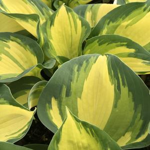 Hosta 'Great Expectations'