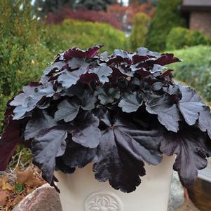 Heuchera Black Pearl