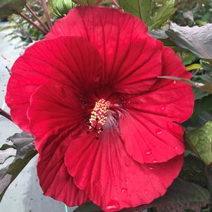 Hibiscus 'Midnight Marvel'