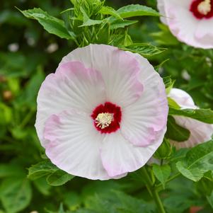 Hibiscus 'Ballet Slippers'