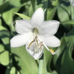 Hosta 'Blue Angel'