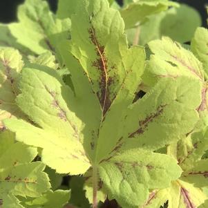 Heucherella 'Sunrise Falls'