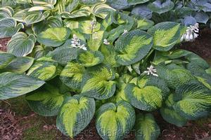 Hosta 'Brother Stefan'