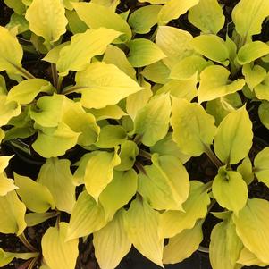 Hosta 'Fire Island'