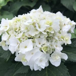 Hydrangea macrophylla Wedding Gown™