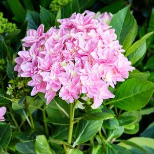 Hydrangea macrophylla Starfield™