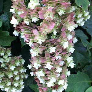 Hydrangea quercifolia 'Snowcicle'