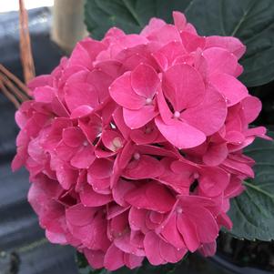 Hydrangea macrophylla Wee Bit Giddy®