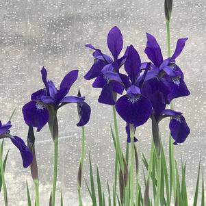 Iris sibirica 'Caesar's Brother'