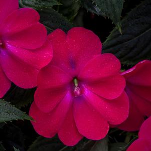 Impatiens SunPatiens® Compact Rose Glow