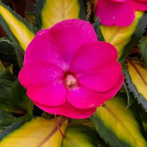 Impatiens SunPatiens® Compact Tropical Rose