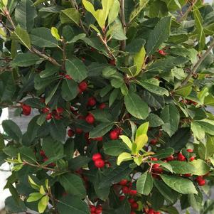 Ilex verticillata Little Goblin® Red