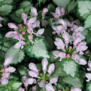 Lamium maculatum Pink Chablis®