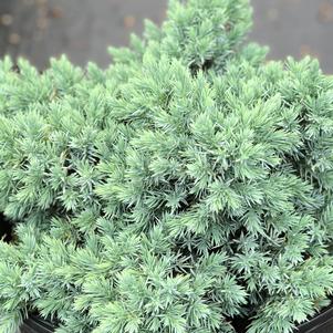 Juniperus squamata 'Blue Star'