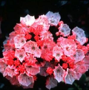 Kalmia latifolia 'Little Linda'