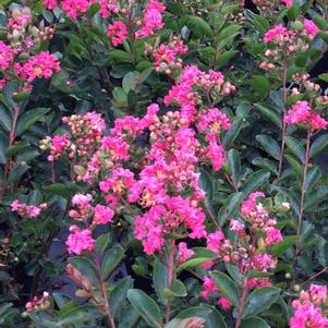 Lagerstroemia indica Bellini® Raspberry