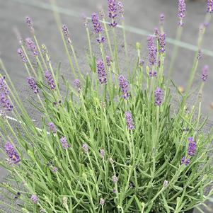 Lavandula Imperial Gem