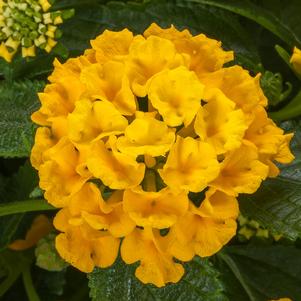 Lantana Bandolista™ Pineapple