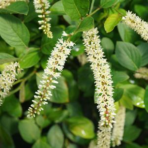 Itea virginica Scentlandia®