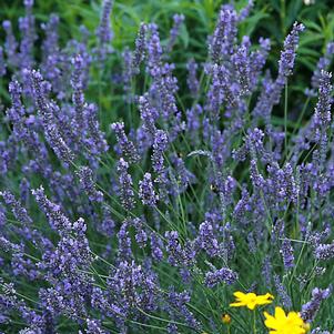 Lavandula x intermedia 'Grosso'