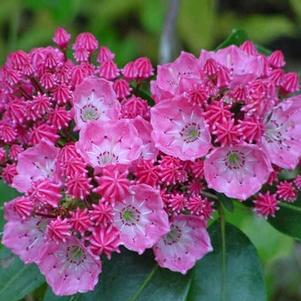 Kalmia latifolia 'Sarah'