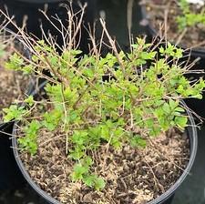 Lagerstroemia indica Bellini® Strawberry