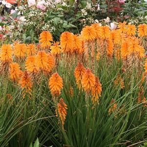 Kniphofia hybrid POCO™ 'Orange'