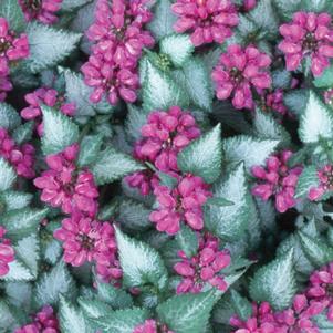 Lamium maculatum 'Purple Dragon'