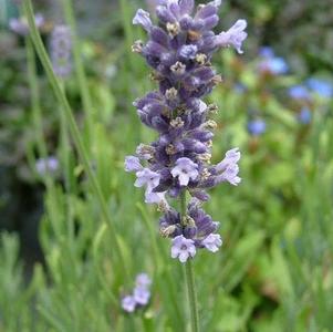 Lavandula angustifolia 'Munstead Strain'