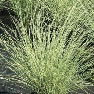 Miscanthus sinensis 'Morning Light'