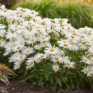 Leucanthemum superbum 'Spun Silk'