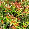 Leucothoe axillaris 'ReJoyce'