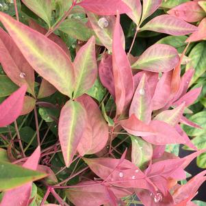 Nandina domestica Blush Pink™