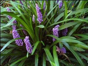 Liriope muscari 'Royal Purple'