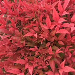 Nandina domestica 'Moon Bay'