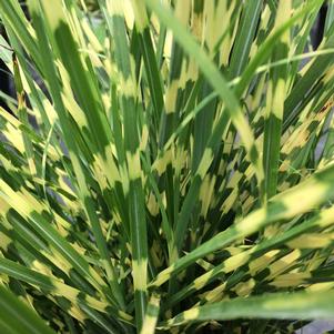 Miscanthus sinensis 'Bandwidth'