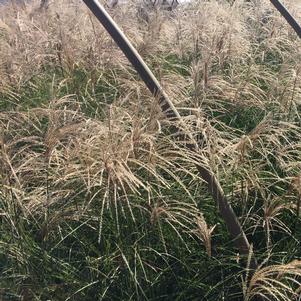 Miscanthus sinensis 'Scout'