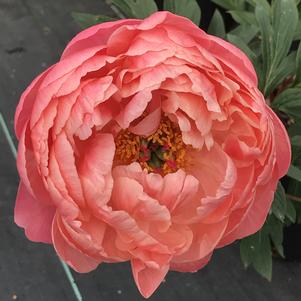 Paeonia Coral Charm