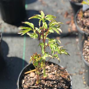 Paeonia lactiflora Krinkled White