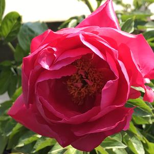 Paeonia Paula Fay